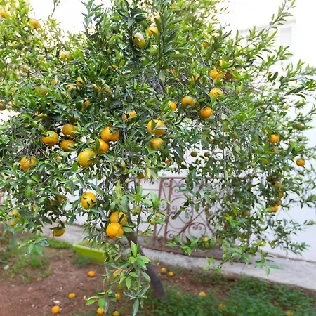 Laila's Cozy Garden House & Penzion